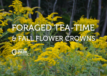 fall flower crowns